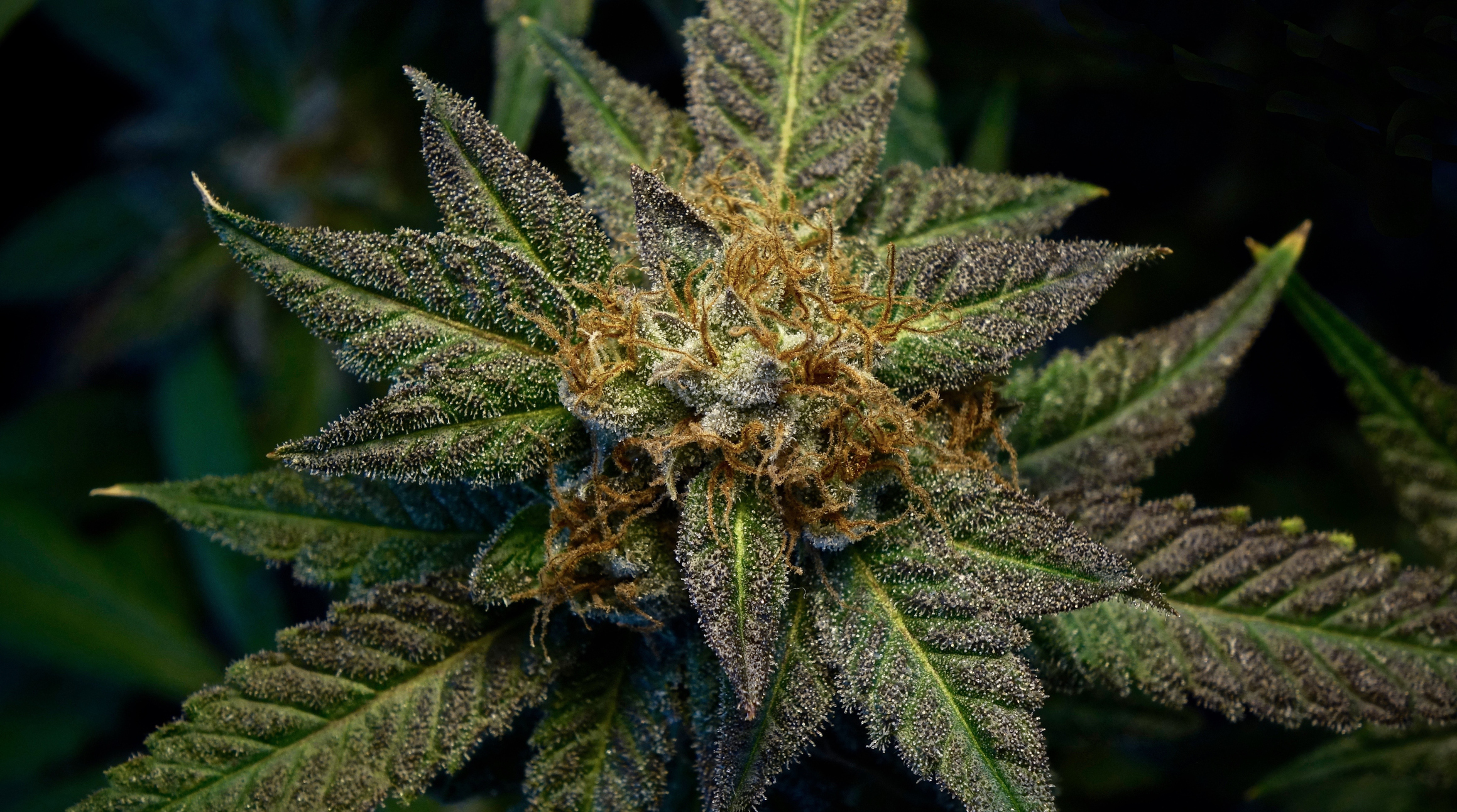 Quit Smoking Grass Today - Why Marijuana Is Harmful And The Should Stop It