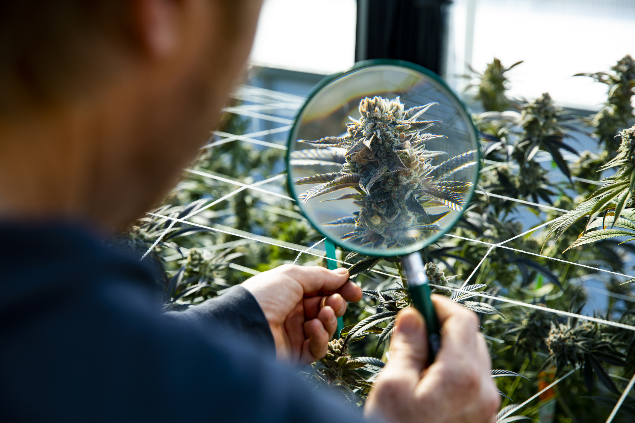 Should You Buy Sundial Growers on the Dip? | The Motley Fool 1 Should You Buy Sundial Growers on the Dip? | The Motley Fool