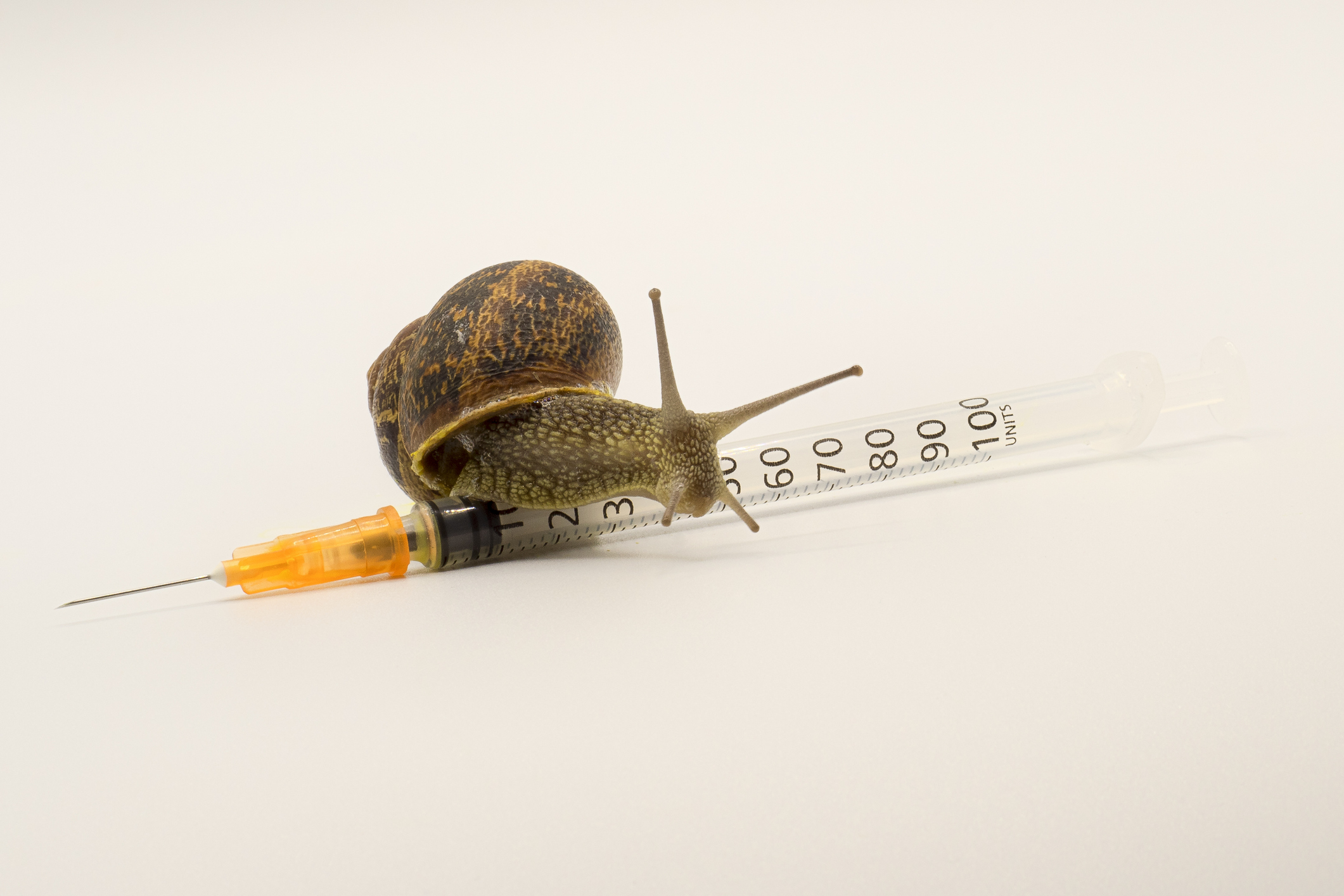Did the FDA Move Too Slowly in Fully Approving the Pfizer-BioNTech Vaccine? | The Motley Fool 1 Did the FDA Move Too Slowly in Fully Approving the Pfizer-BioNTech Vaccine? | The Motley Fool