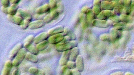 How Designer Microbes and the Organism Industry Will Reshape Our World