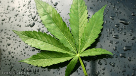 5 Jaw-Dropping Facts About Legal Marijuana