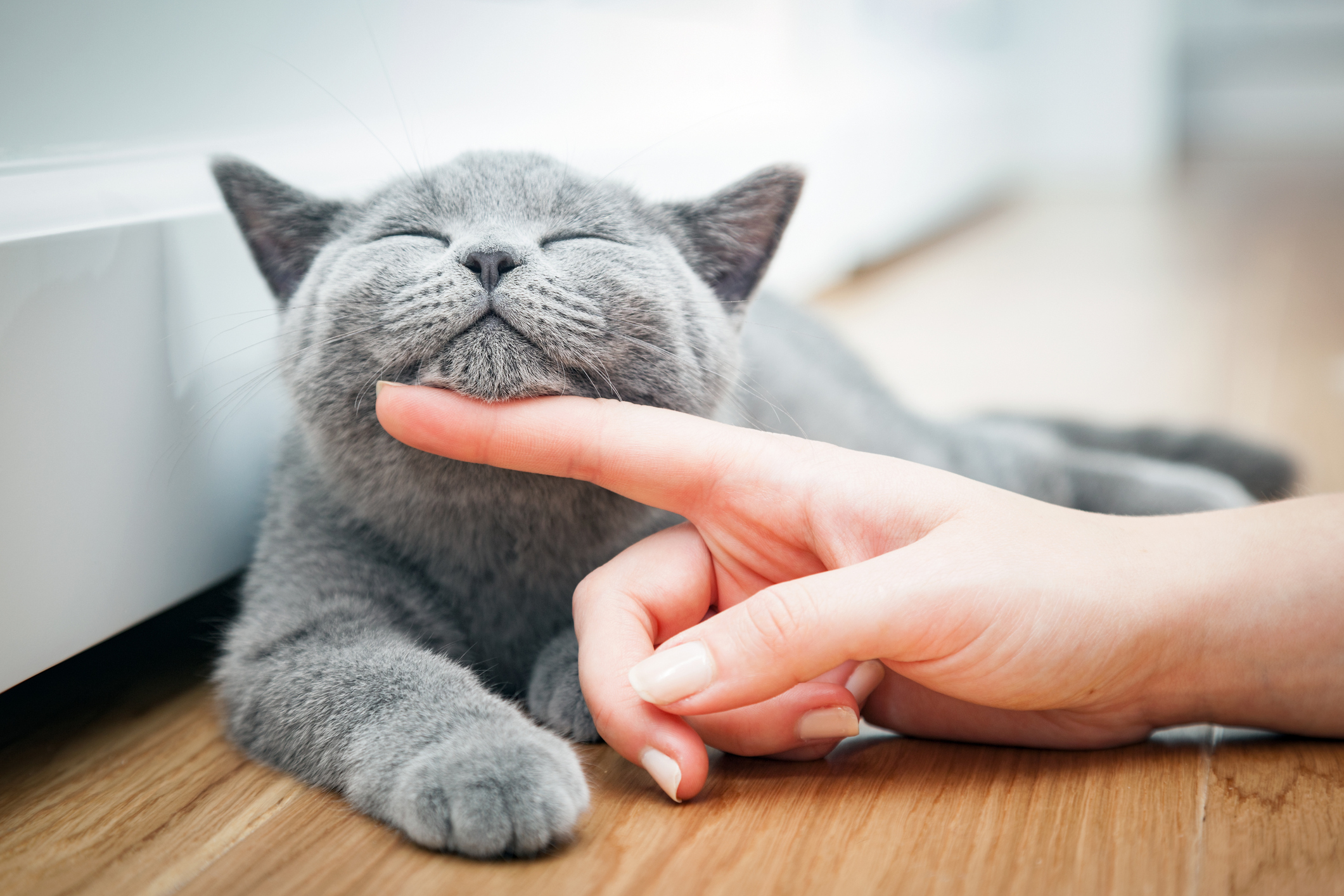 Cat and owner