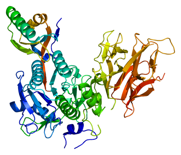 Protein