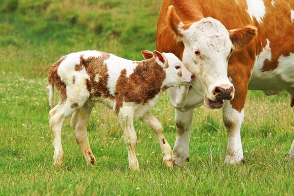 Small calf nuzzling large cow in a grassy field