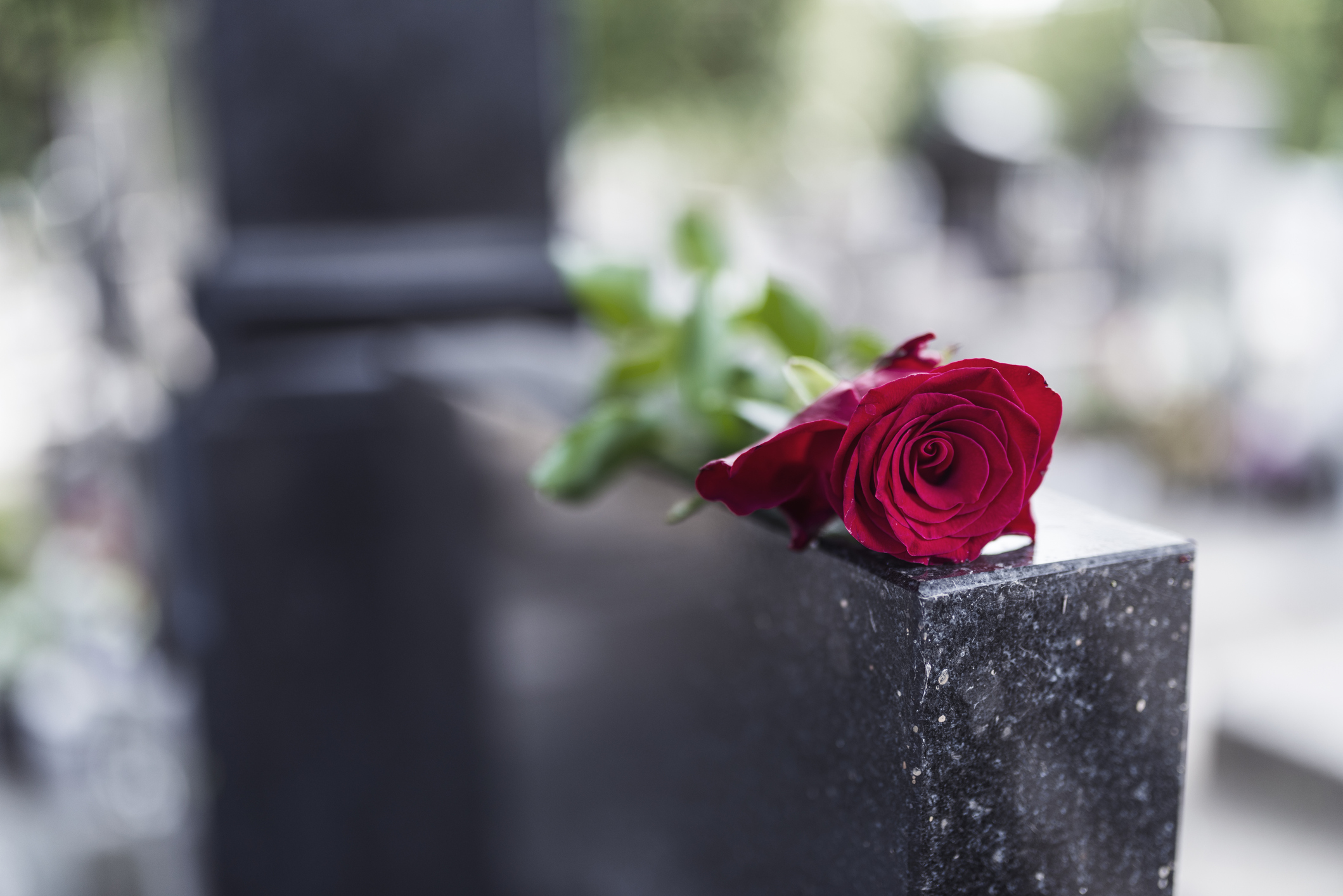A rose lies on top of a headstone.