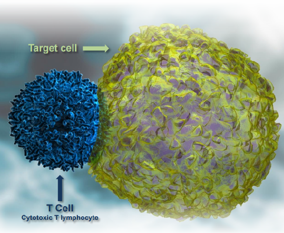 Ino T Cell Drawing