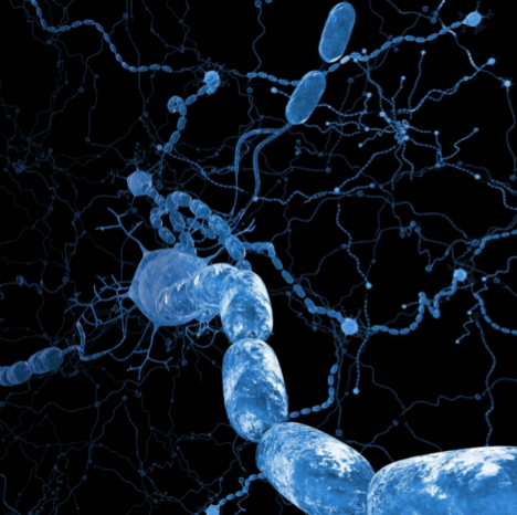Mylein Signal Propigation Sourceroche
