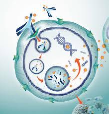 Immunogen Adc