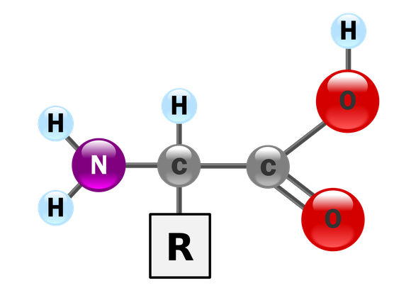 Wikimedia Commons Amino Acid