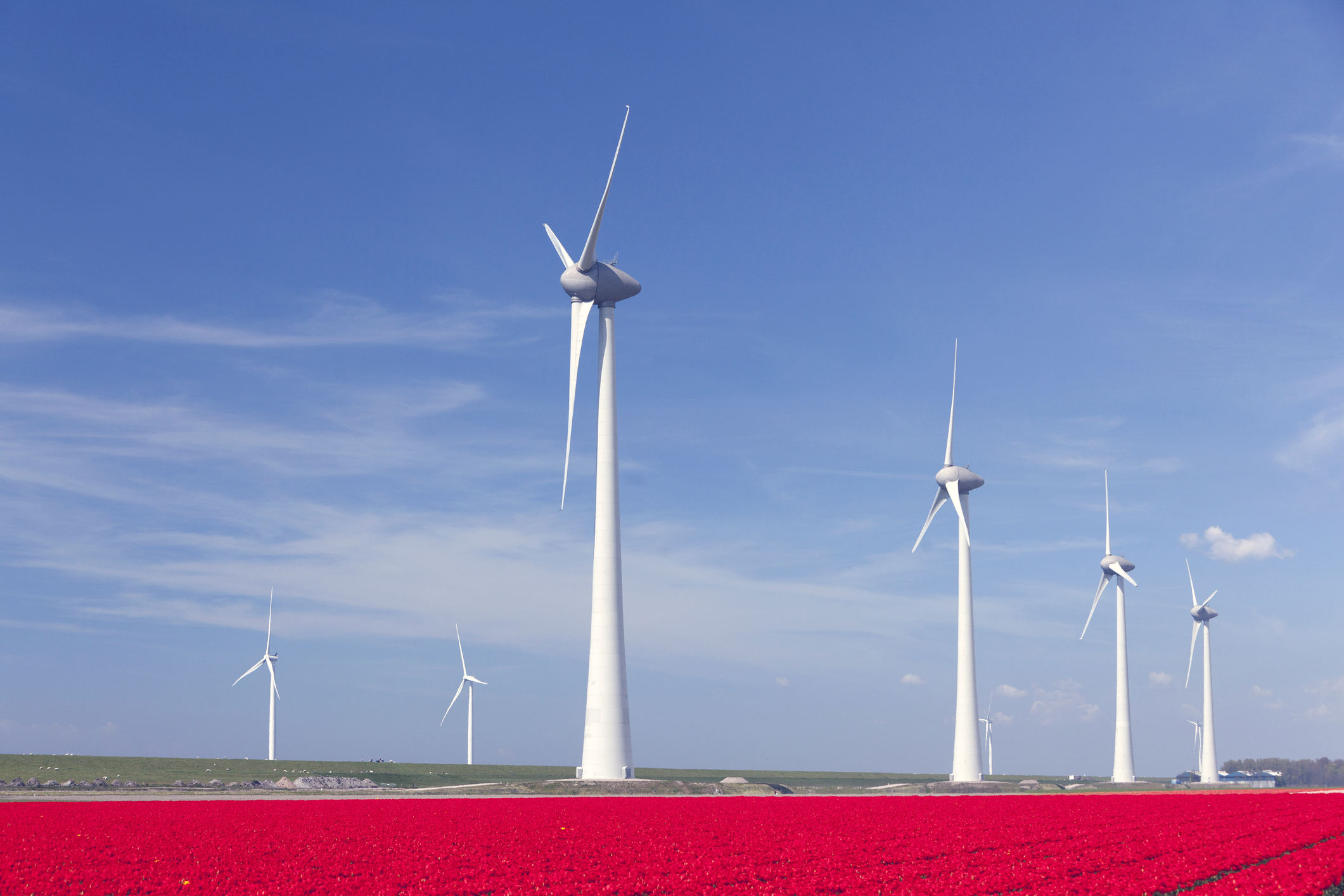 Six white wind turbines on a flat green field with a blue sky in background and a blanket of red flowers in the foreground.