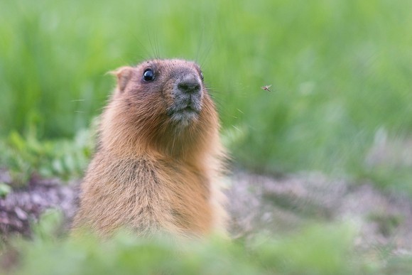 Groundhog standing in grass