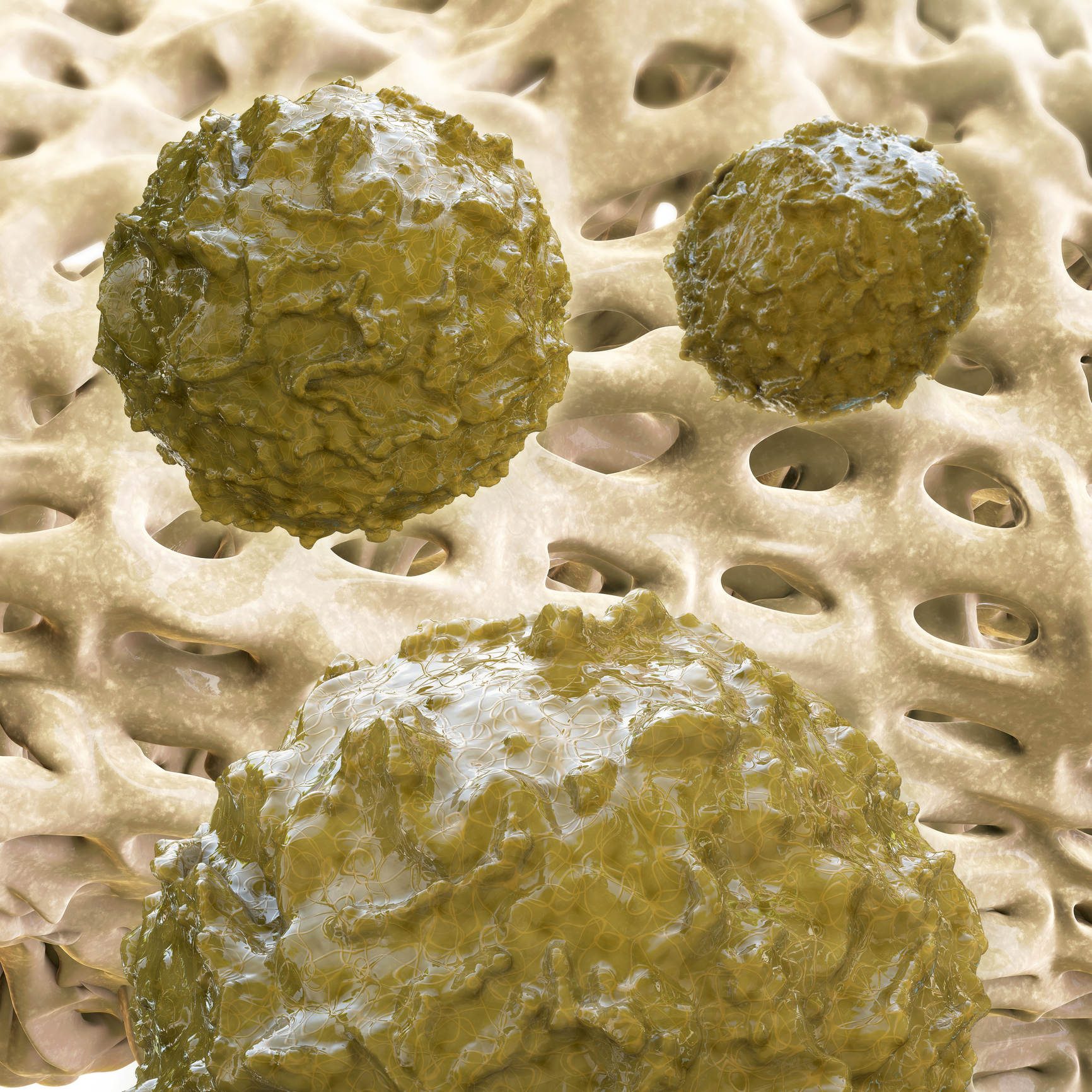 Stem cells