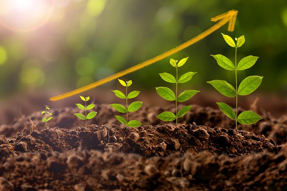 Ascending plants growing up from the soil.