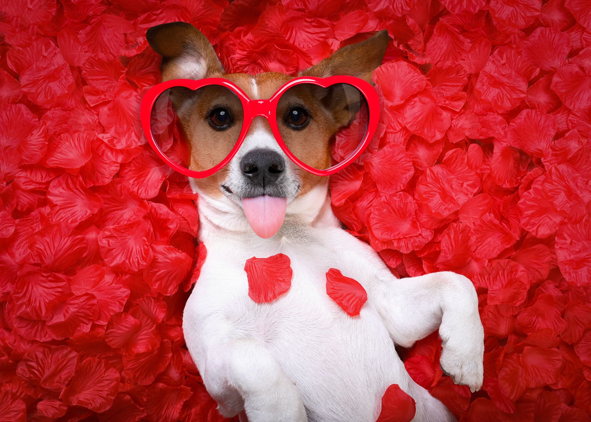 A dog is dressed up for Valentine's Day