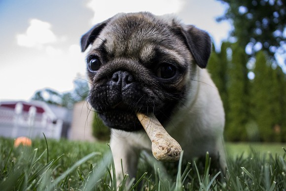 A dog chewing on a bone
