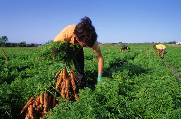 A worker picks carrots on a farm.