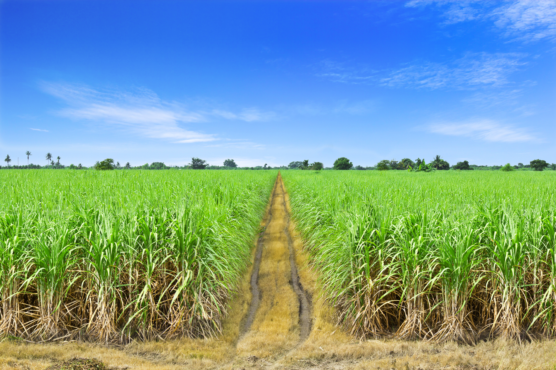 079 sugarcane field bunge