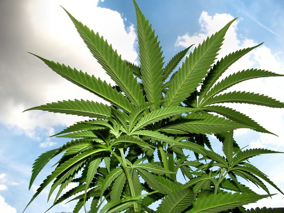 Marijuana plant with the sky as the background.