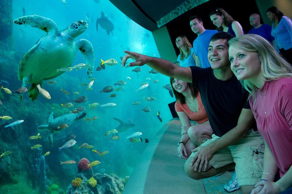 The Turtle Trek exhibit at SeaWorld Orlando.