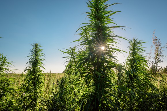 A hemp plant in a field on a sunny day