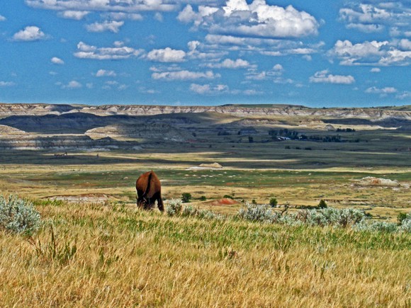Bison grazing in Theodore Roosevelt National Park