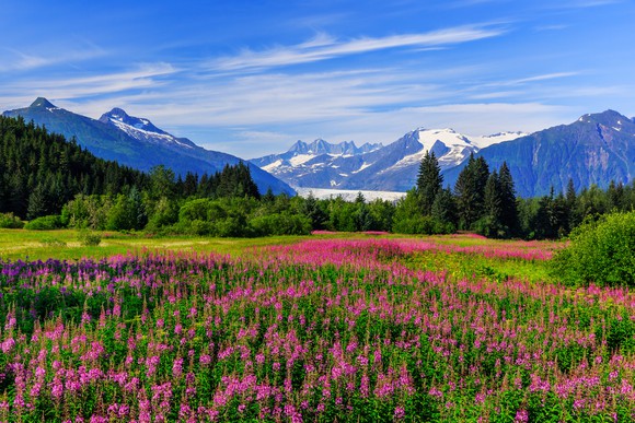 Mendenhall Glacier viewpoint with fireweed in bloom outside Juneau, Alaska