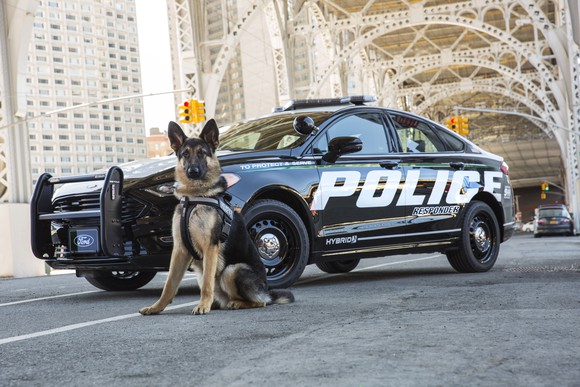 A German Shepard in police gear with the new Ford police sedan.