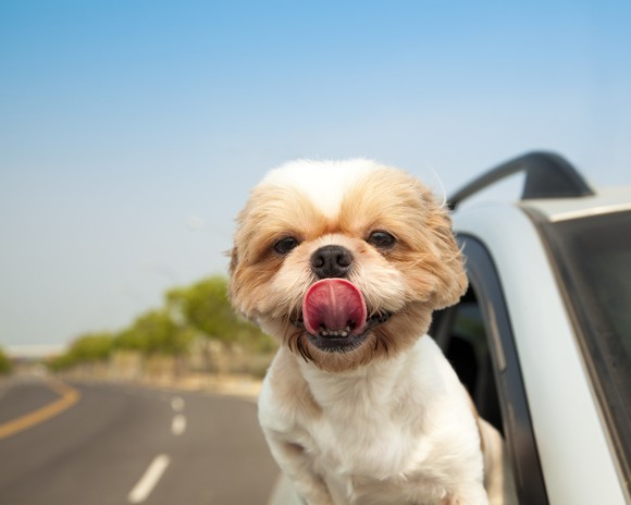 A dog hanging out a car window, tongue flapping in the wind.