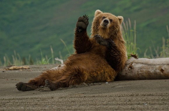 A reclining bear waves at the camera.