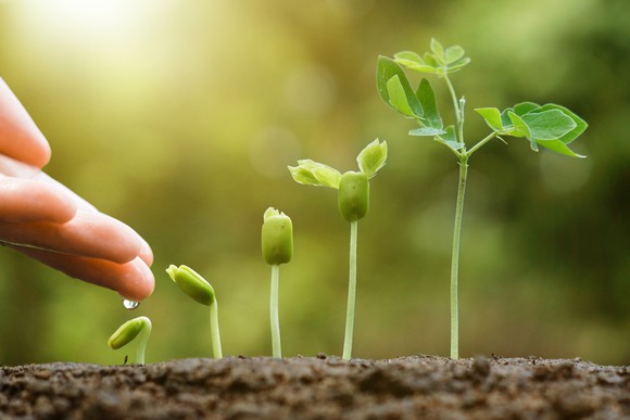 A row of small plants growing.