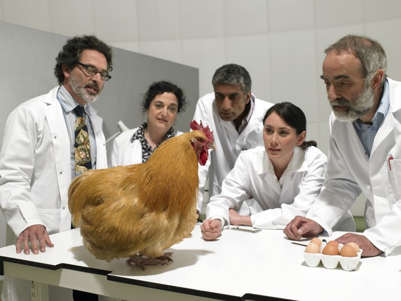 Scientists looking at a chicken in a lab