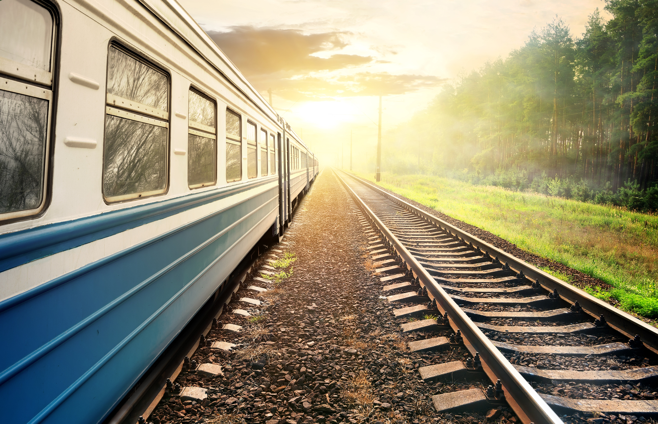 Train moving through the pine forest at sunset.