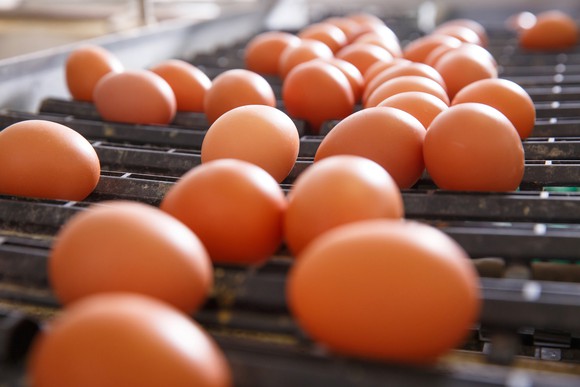 Fresh eggs on conveyor belt