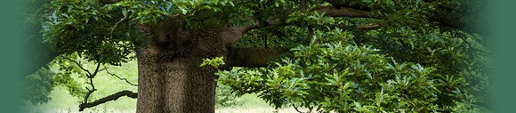 Oak tree.