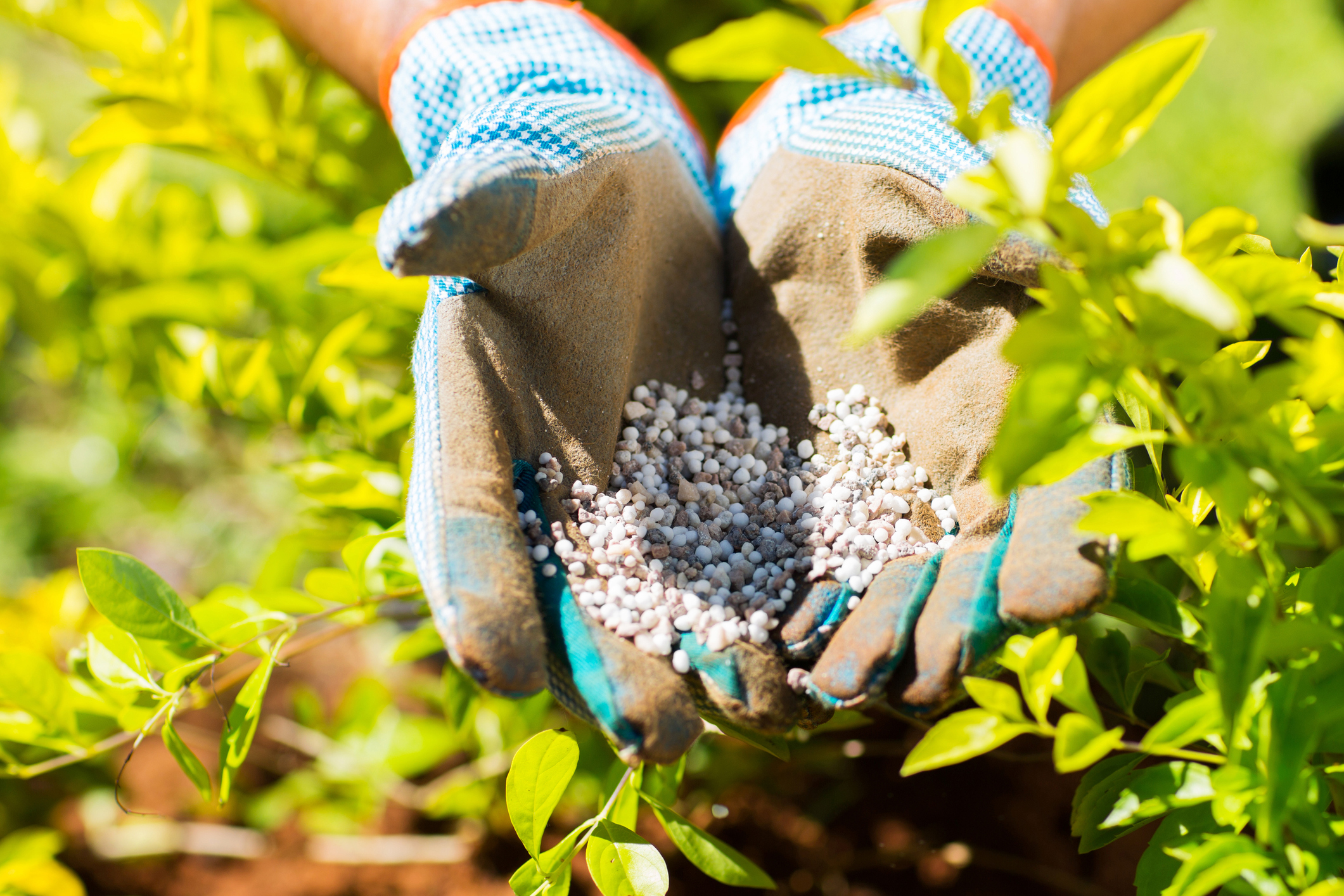 fertilizer close