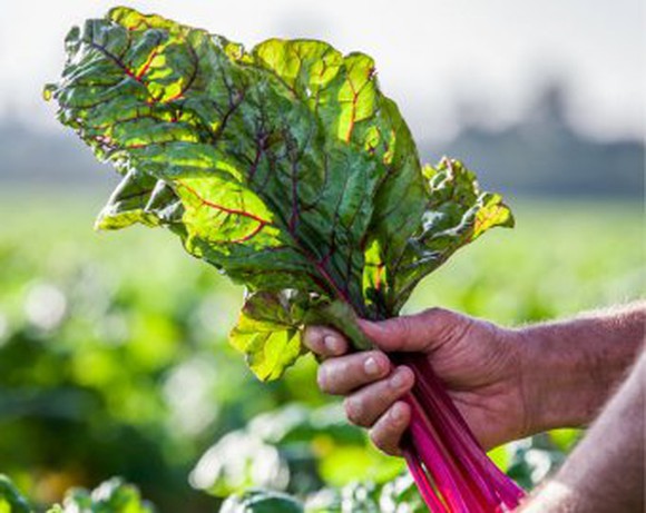 A handful of chard