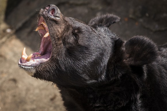 Bear roaring.
