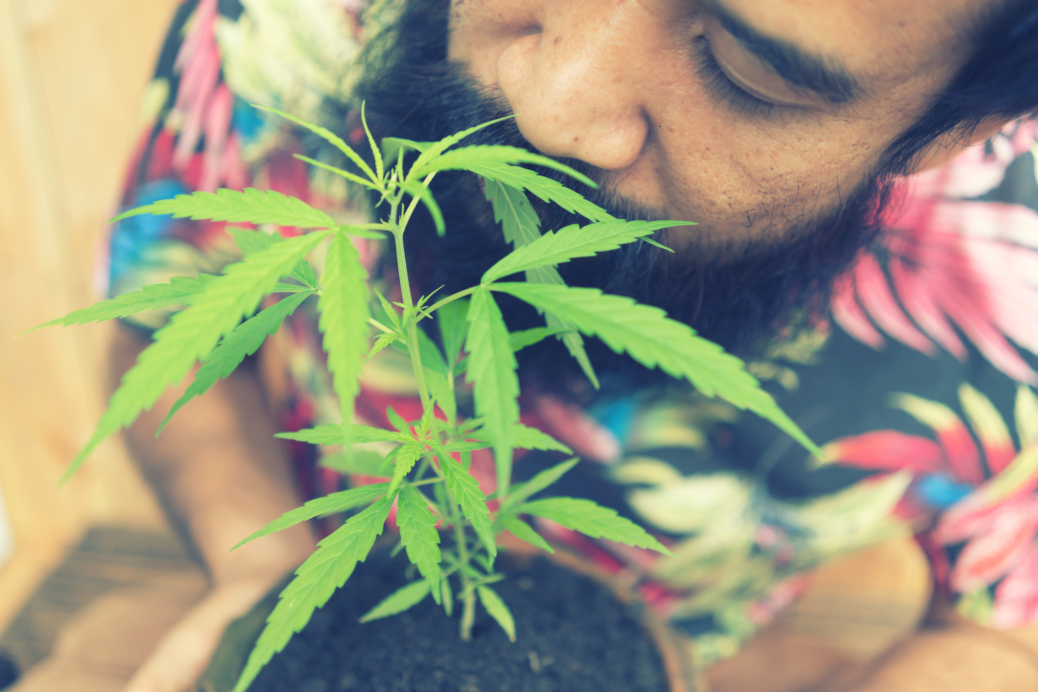 A happy man holding and smelling a cannabis plant growing in a pot.