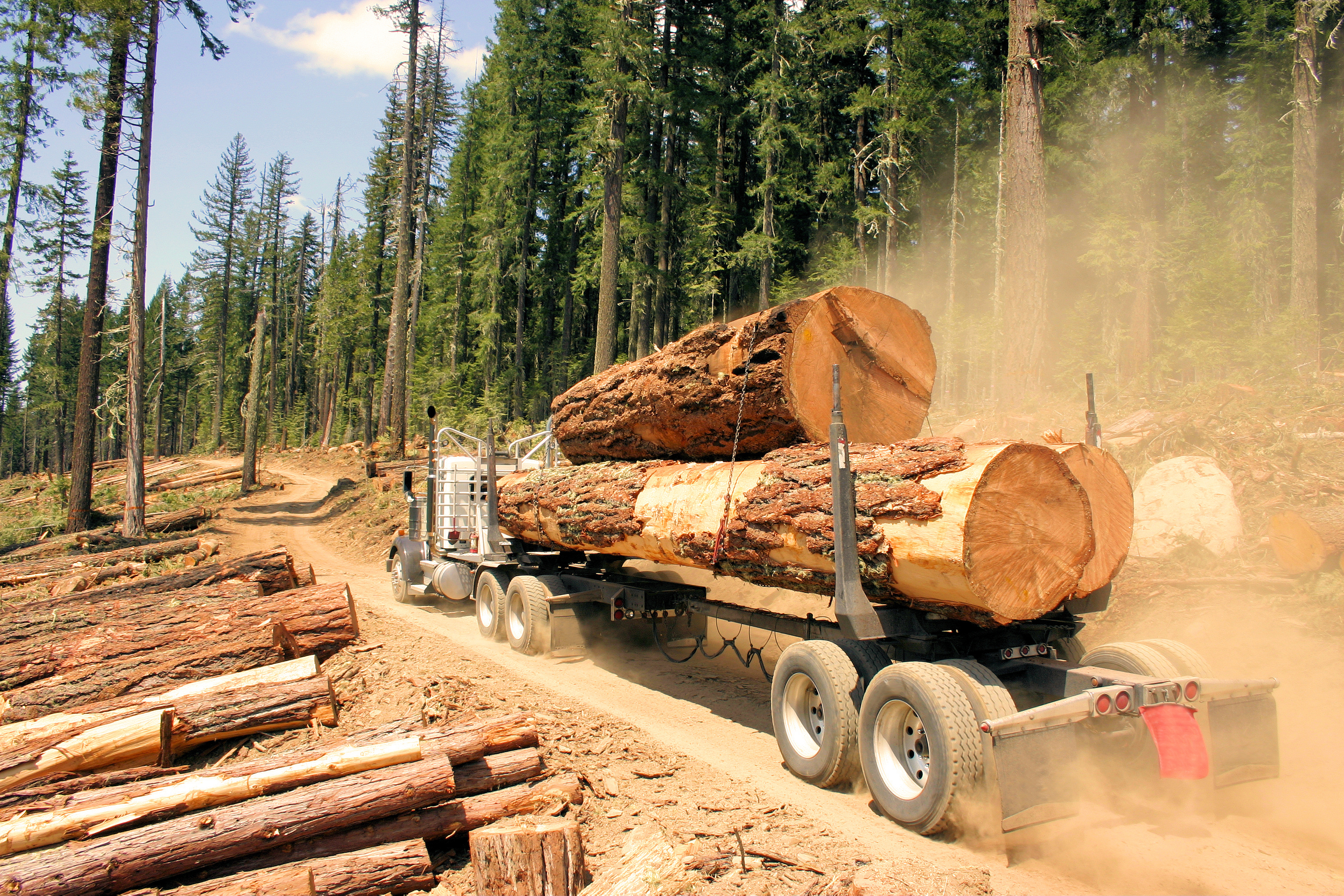 Logging truck hauling old growth timber in Pacific Northwest.
