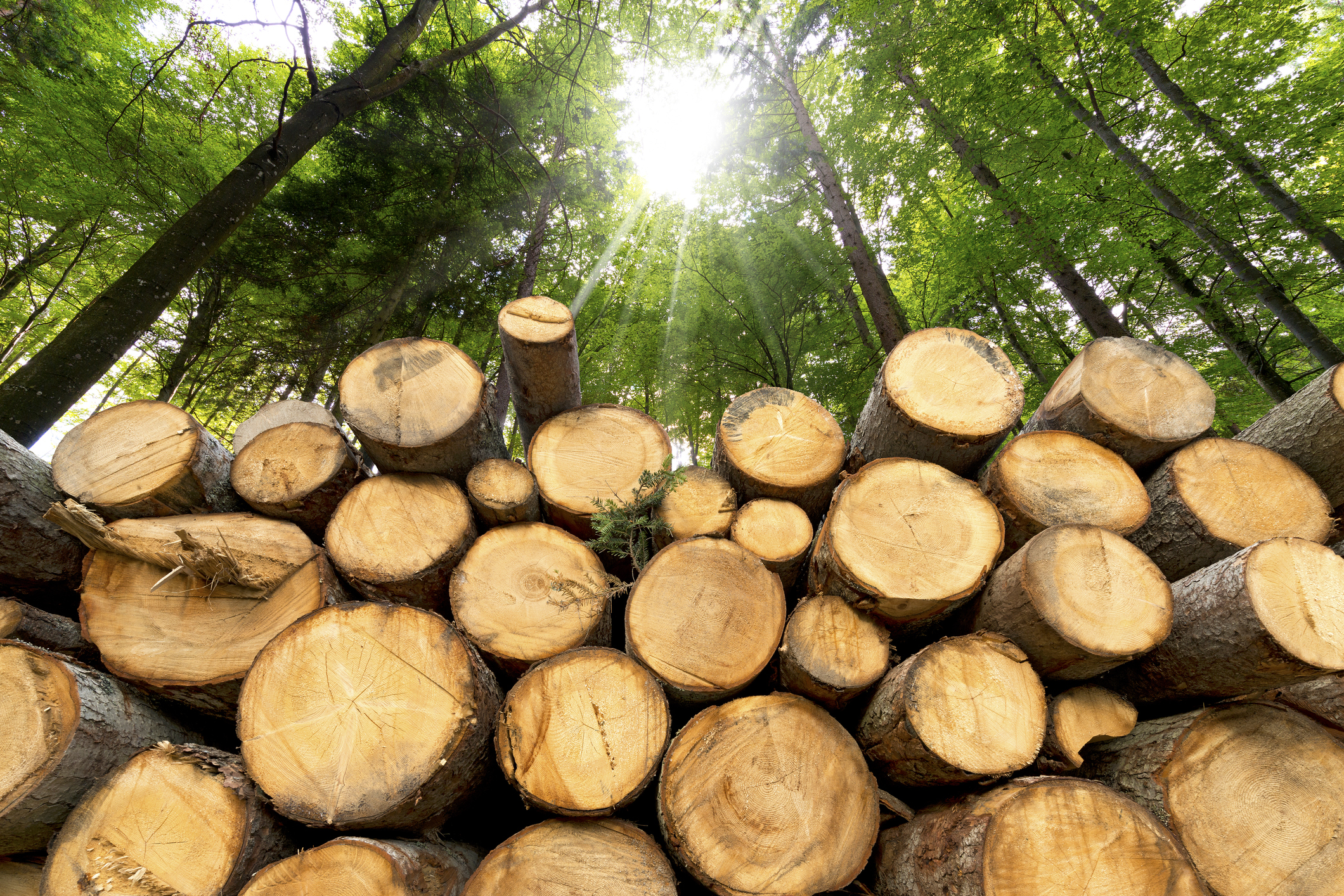 Trunks of trees cut and stacked in the foreground, green forest in the background with sun rays.
