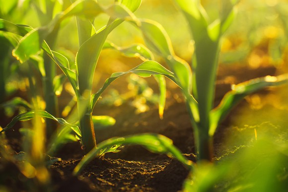 A corn field.