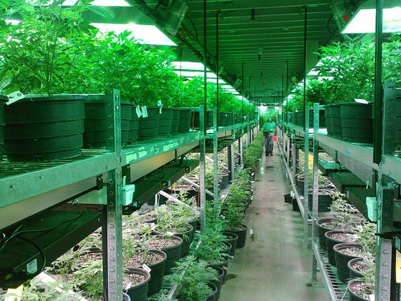 An indoor cannabis grow operation.