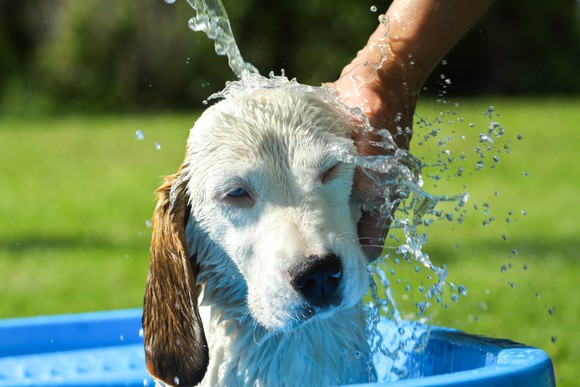 Dog getting a bath
