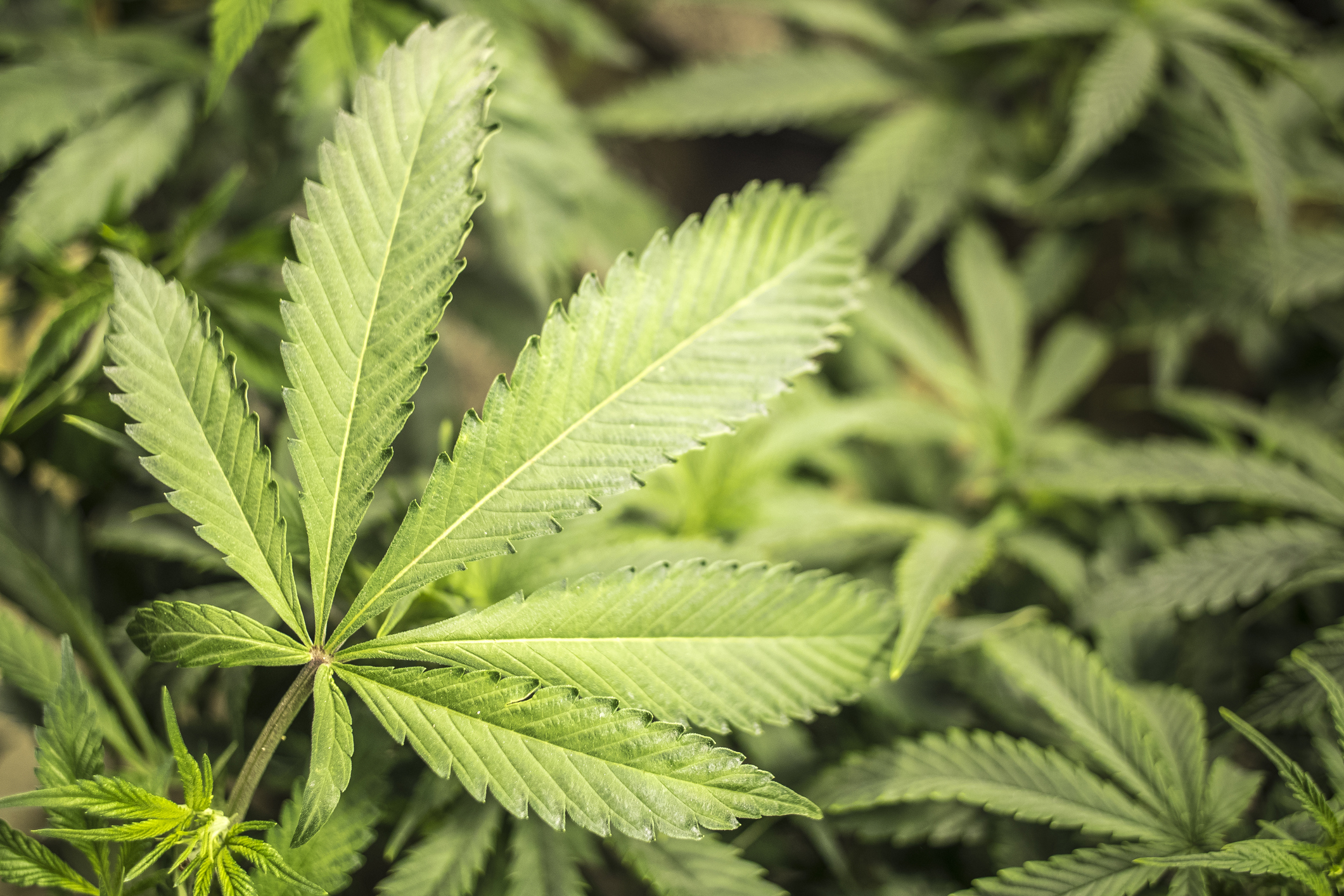 Marijuana.