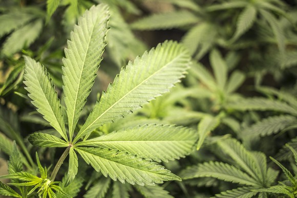 Marijuana.