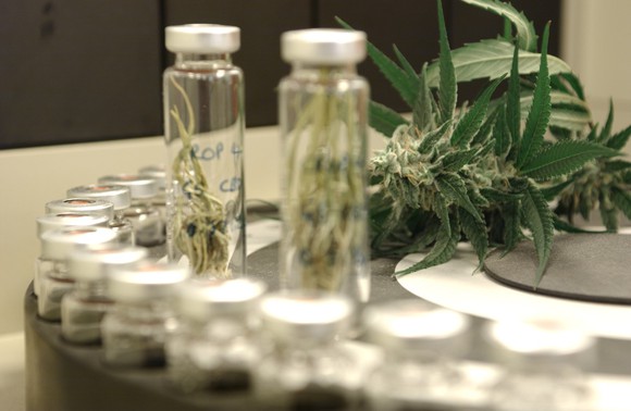 Cannabis plant leaves next to test tubes and other lab equipment.