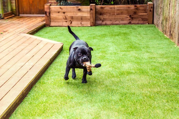 A dog plays in a backyard.