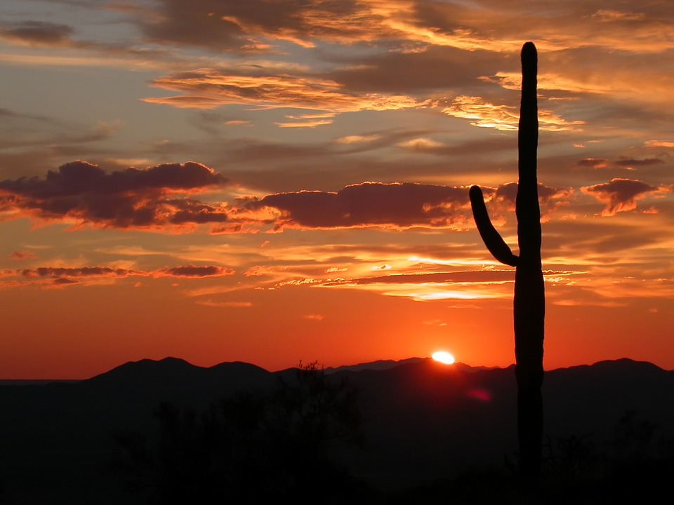 A cactus growing in the Arizonan desert at sunset.