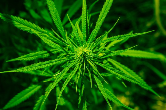 A cannabis plant growing on a dark background.