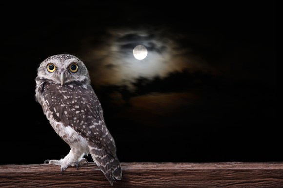 Owl standing on timber in the night under a full moon.